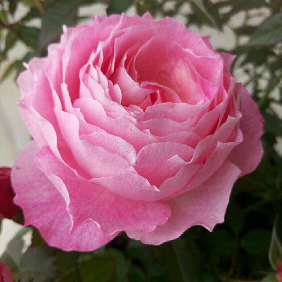 海神王月季大苗阳台灌木盆栽植物玫瑰花苗四季开花浓香大花微月