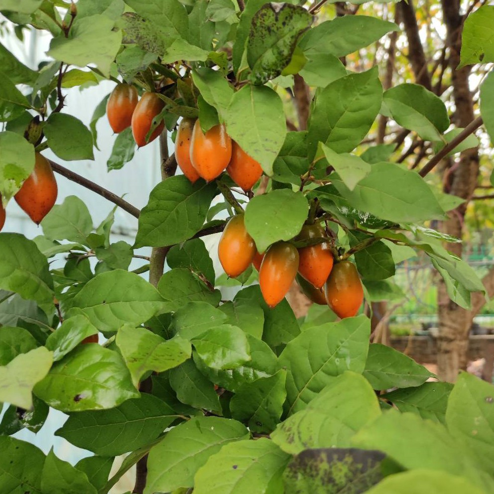 老鸦柿金弹子柑橘嫁接品种寿星洋辣子