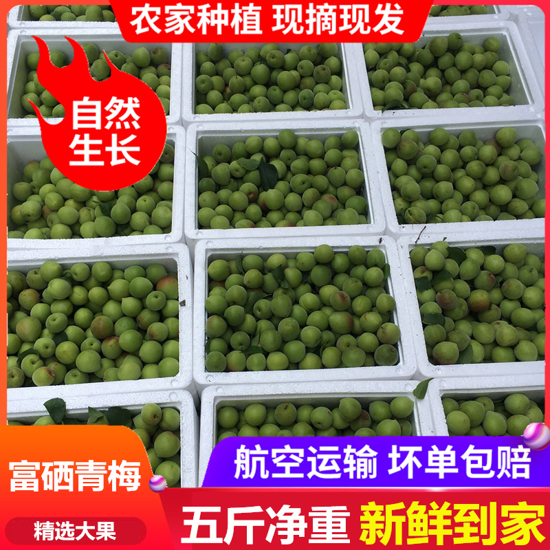诏安红星青梅果大果新鲜现摘5斤散装鲜梅子泡酒青梅水果酵素