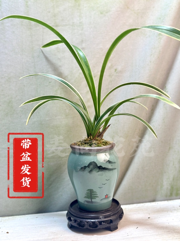 室内盆栽 带盆发货 四季兰边草带山水画盆种好发货 玄关阳台绿植