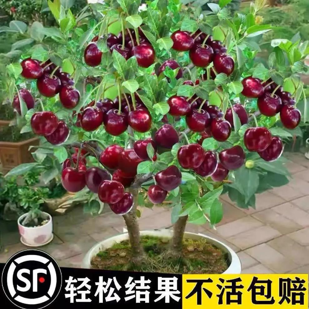 大樱桃树苗樱桃树苖南方北方种植盆栽庭院果树矮化樱桃树大樱桃苗