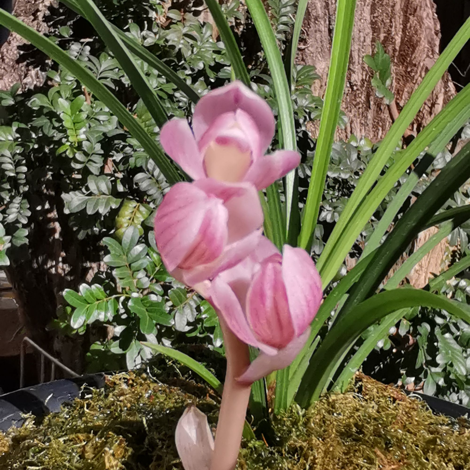 粉荷龙头壮苗2苗连体