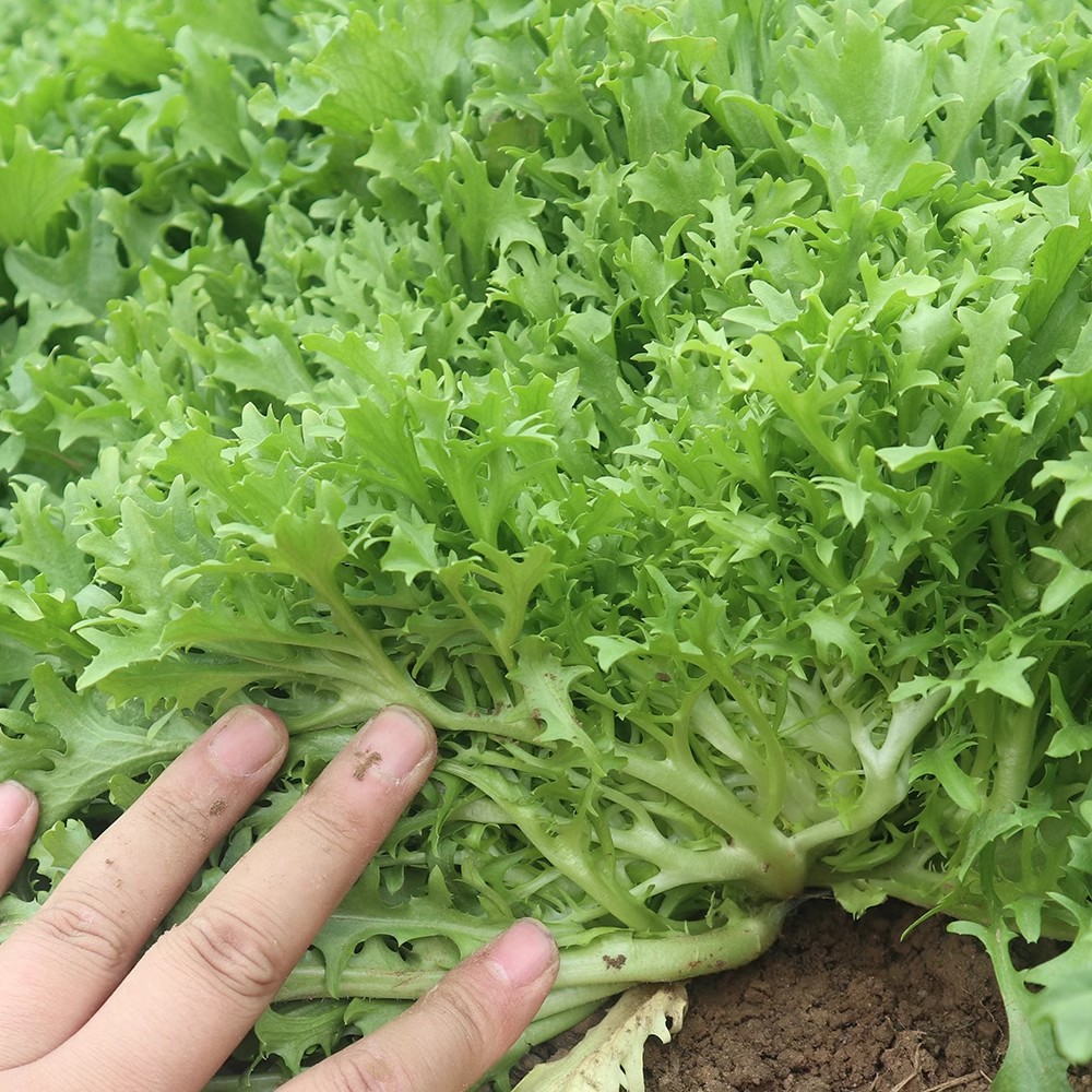 （拍3发4）苦苣种子农家苦菊菜籽种蔬菜种孑苦苣菜种子