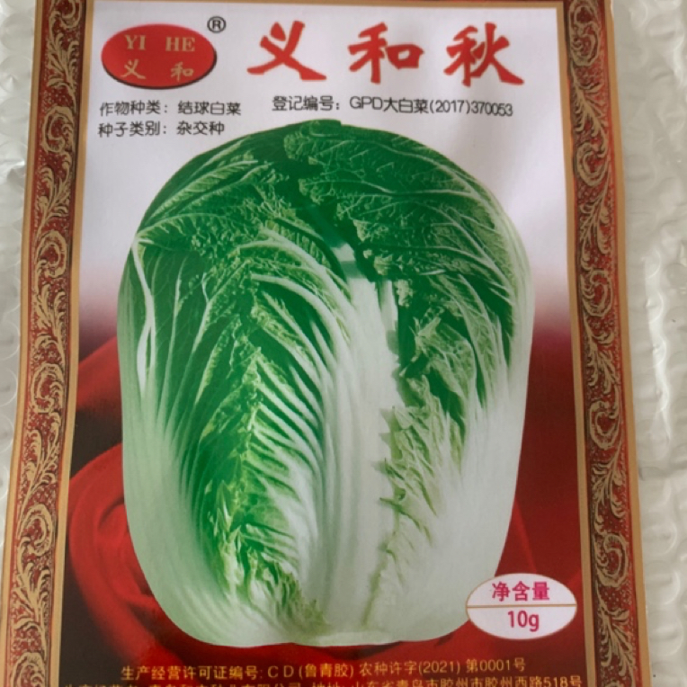 义和秋大白菜种子正宗胶州大白菜秋季冬储白菜高产抗病口感好耐寒