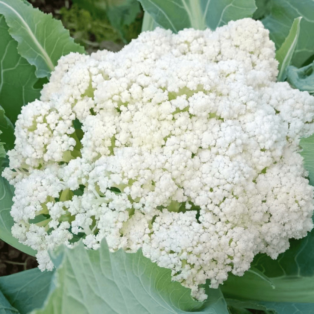 寿光育苗基地直发地栽原装大面积种植有机花菜西蓝花菜种苗