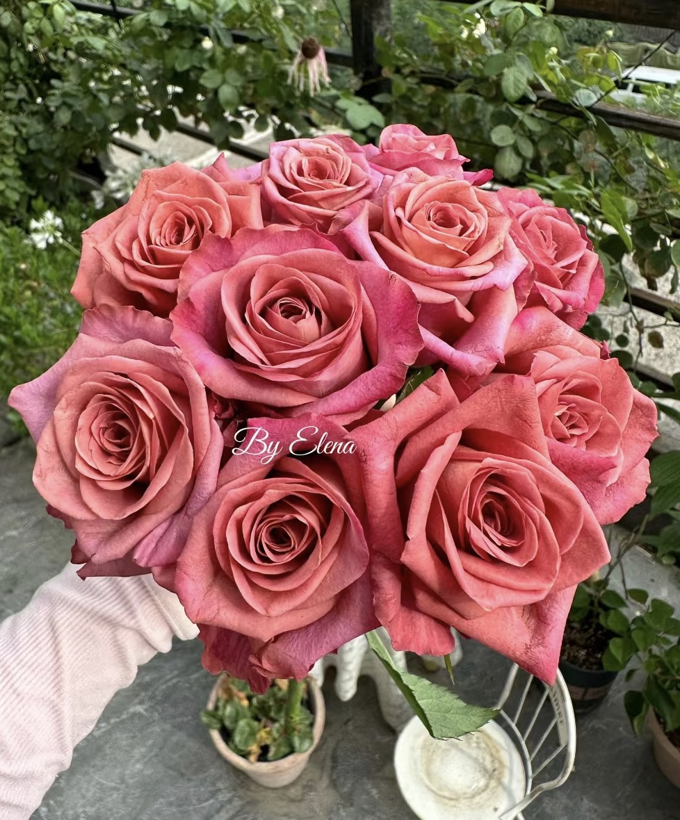 【3棵包邮】咖啡师 新品 切花 灌木 月季小苗