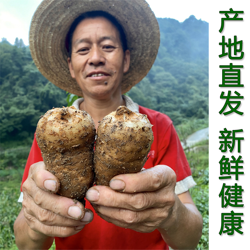 新鲜天麻 高山林下带泥湿天麻新鲜现挖 非云南天麻 湖北高山天麻商品图