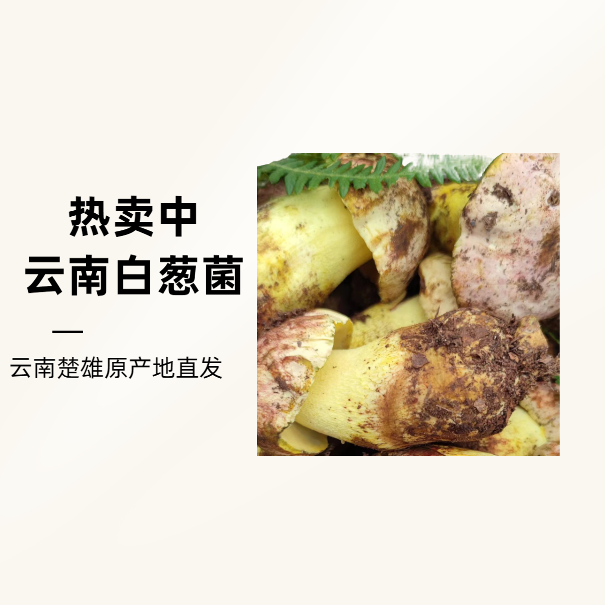 【白葱】云南特产精品白葱牛肝菌顺丰空运包邮