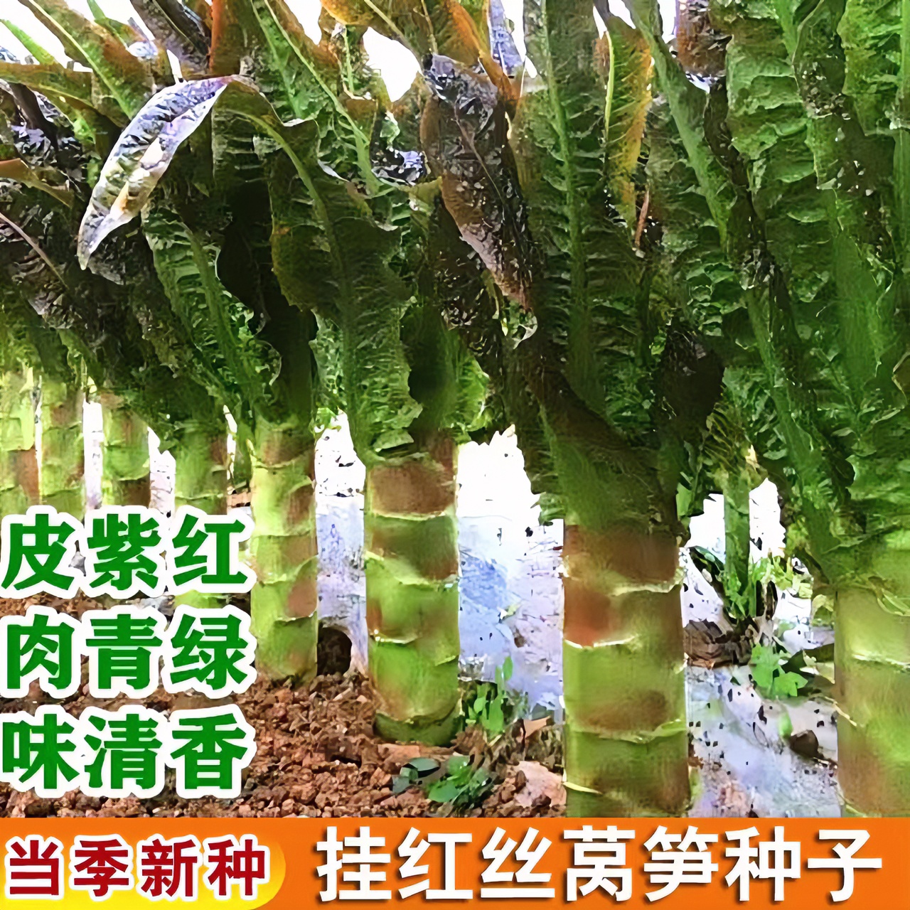四季红尖叶红皮莴笋种子香丝红耐高温耐寒香莴苣种籽蔬菜种子大全
