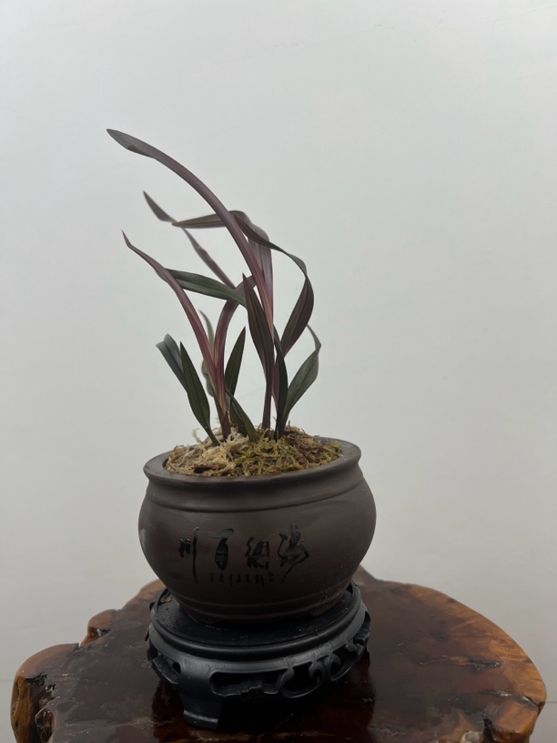 建兰红草红荷浓香