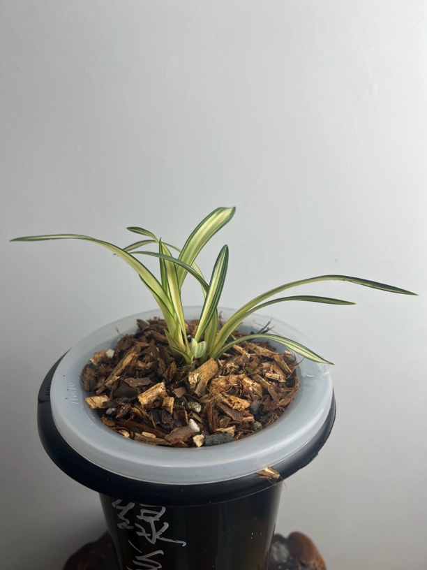 绿兰中透花艺双全