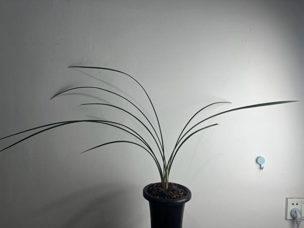 寒兰紫燕浓香色花