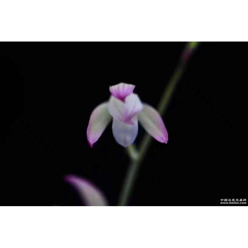 建兰荷塘月色2苗浓香