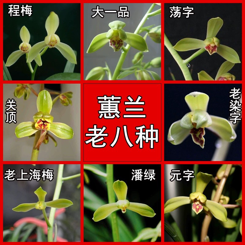 兰花苗 蕙兰老八种 大一品程梅关顶元字老上海梅老染字荡字潘绿