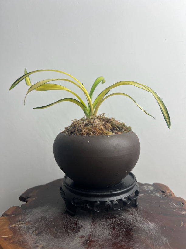 春剑黄金甲花艺双全
