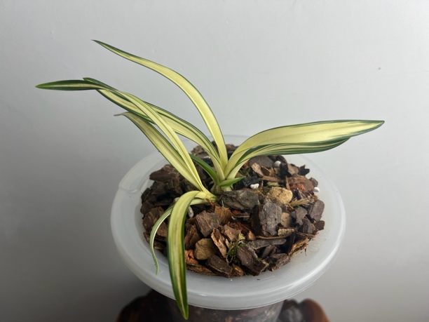 建兰和天下花艺双全