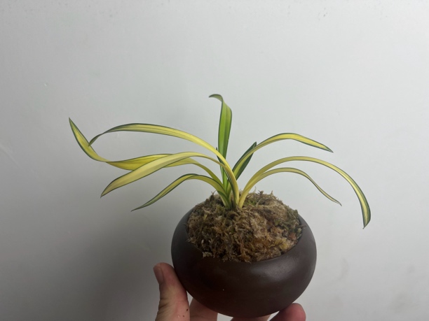 墨兰南阳之松花艺双全