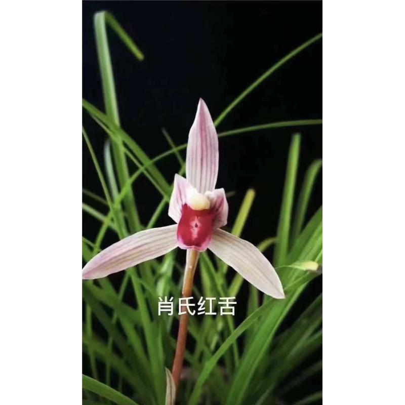 莲瓣兰肖氏红舌2苗