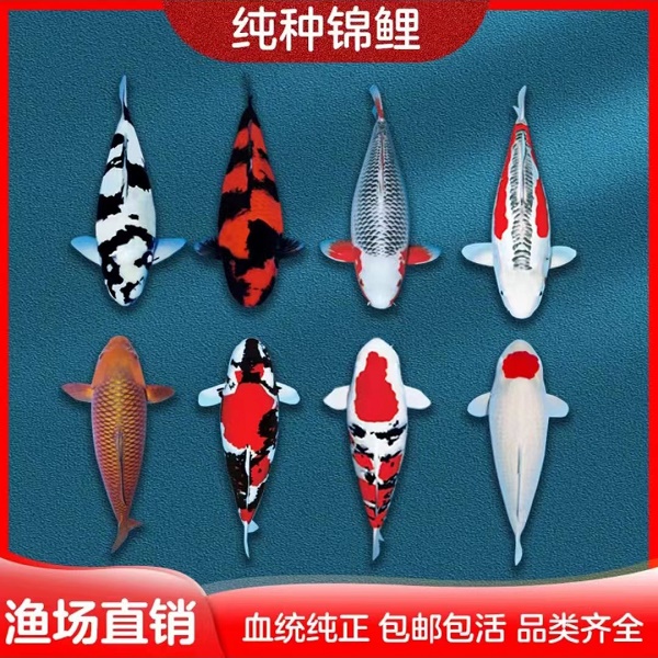 红白大正昭和白写绯写芥子冷水活体观赏鱼小型观赏鱼饲养养殖