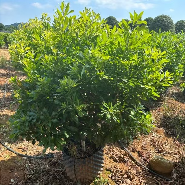 东魁王子黑炭盆栽造型树植物一物一拍