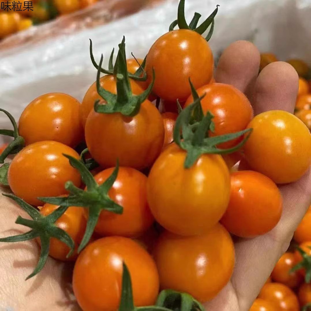 顺丰黄金圣女果黄色小番茄5斤新鲜孕妇水果农产品西红柿3斤5斤