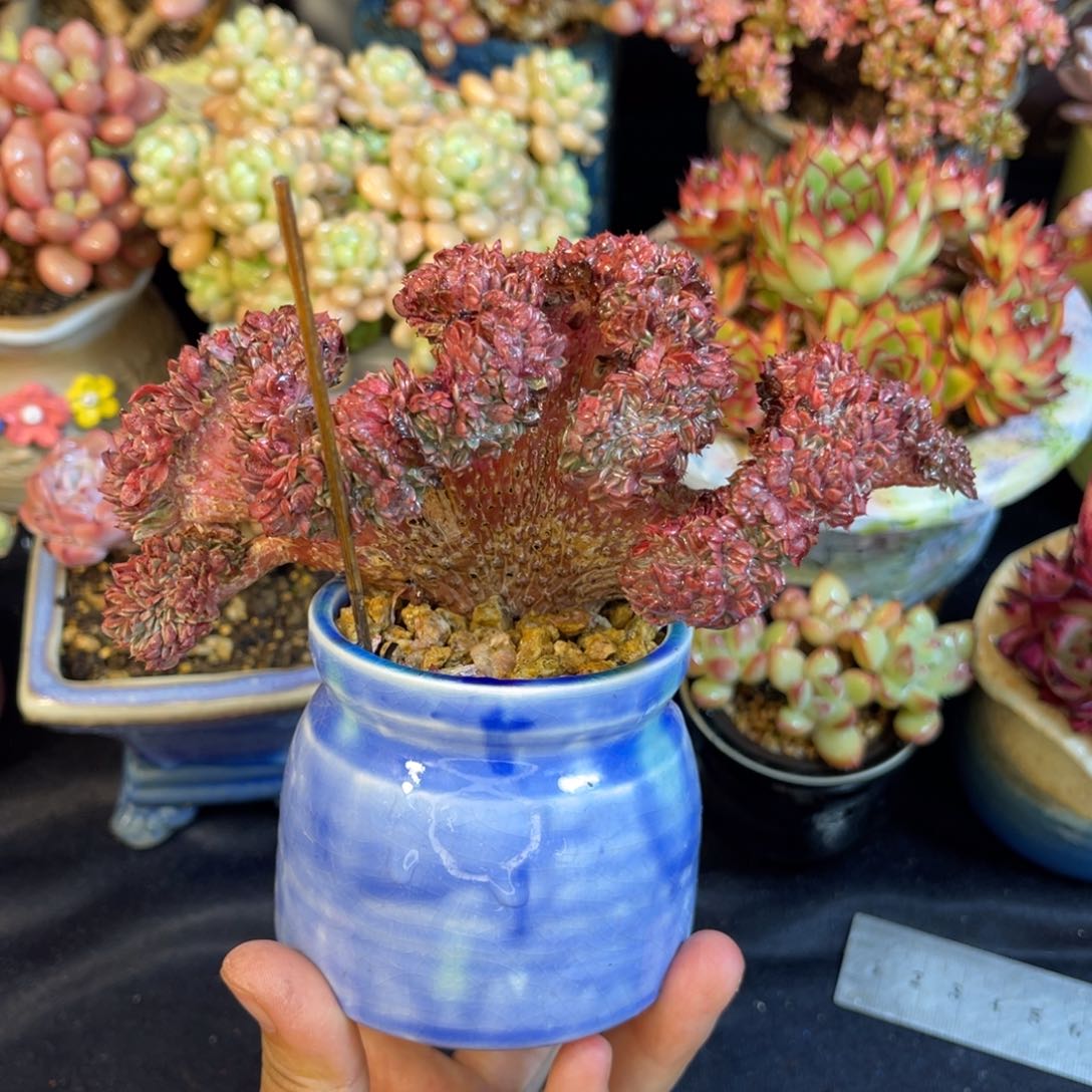 多肉植物 一物一拍 云南直发
