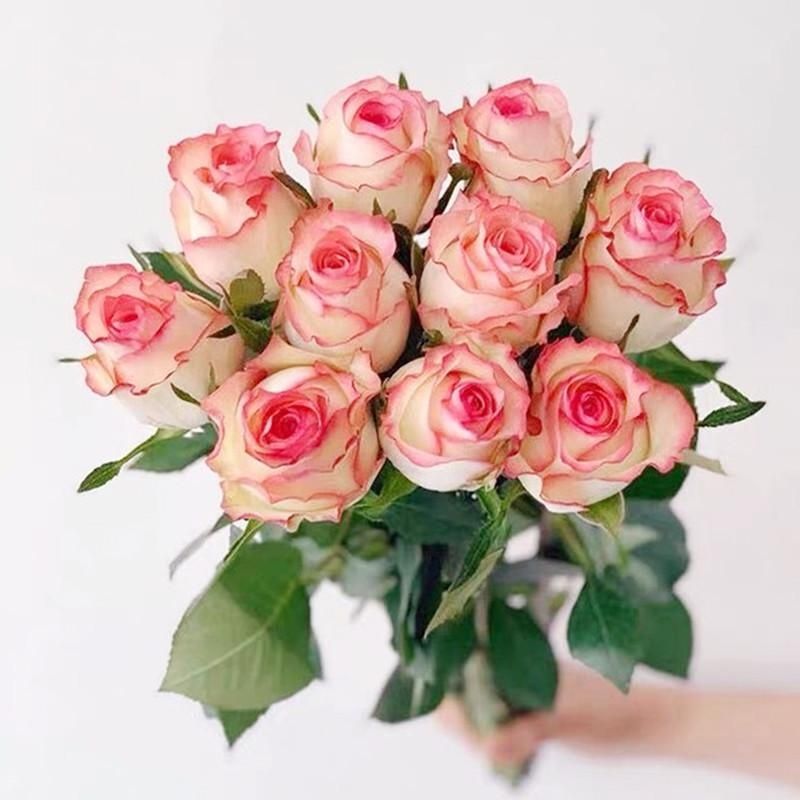 多种花色苗带花苞四季花卉观赏绿植物室外阳台庭院蔷薇月季盆栽