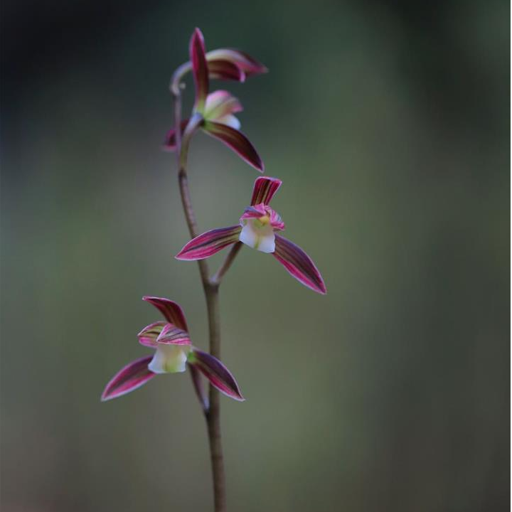 墨兰百变美人双美人直播间一物一拍 艺多变 花随艺走桌面浓香型、