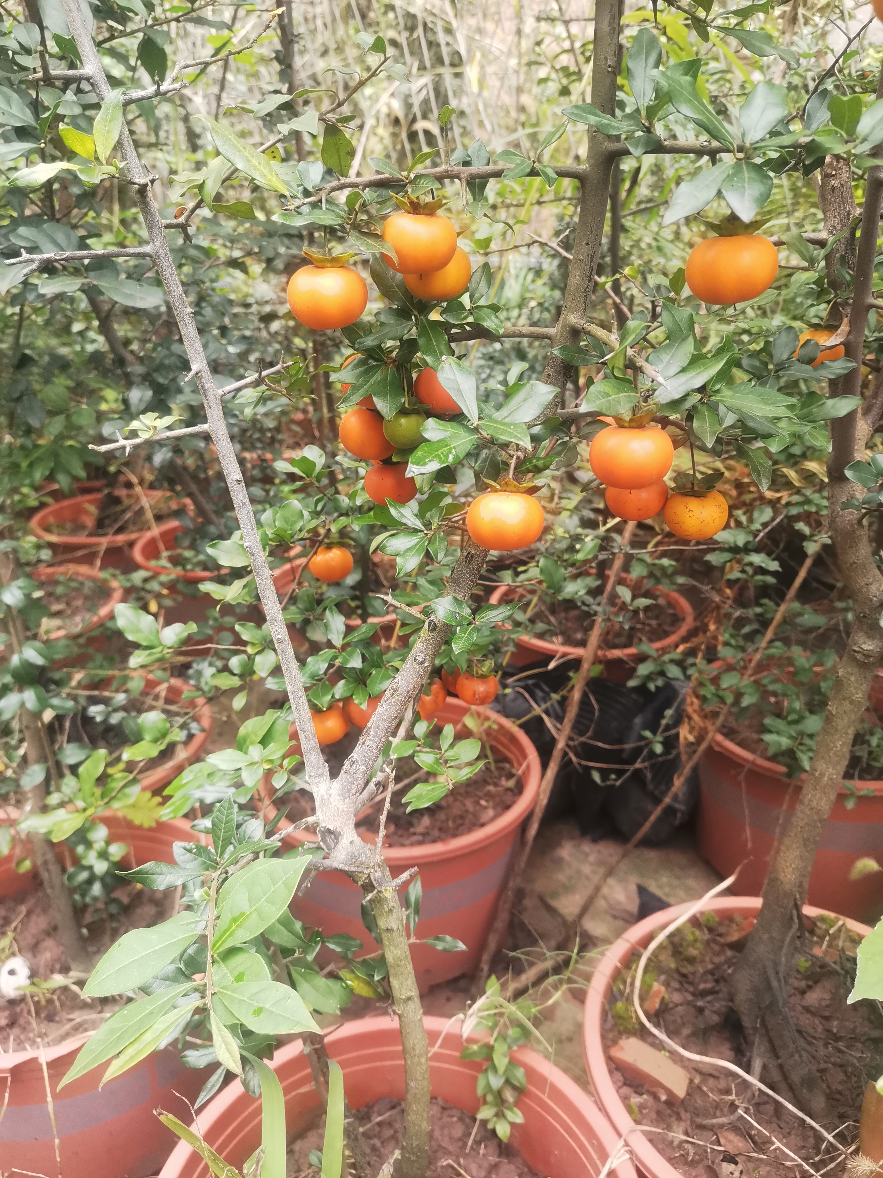 金弹子盆栽直播一拍一付专属