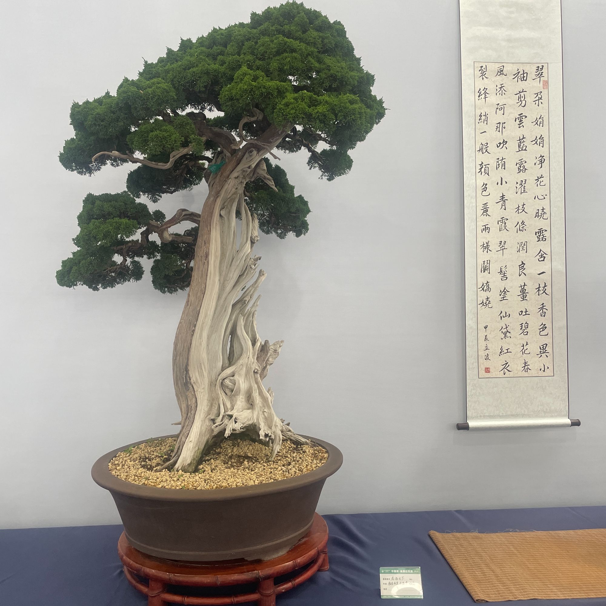 精品黑松 一物一拍