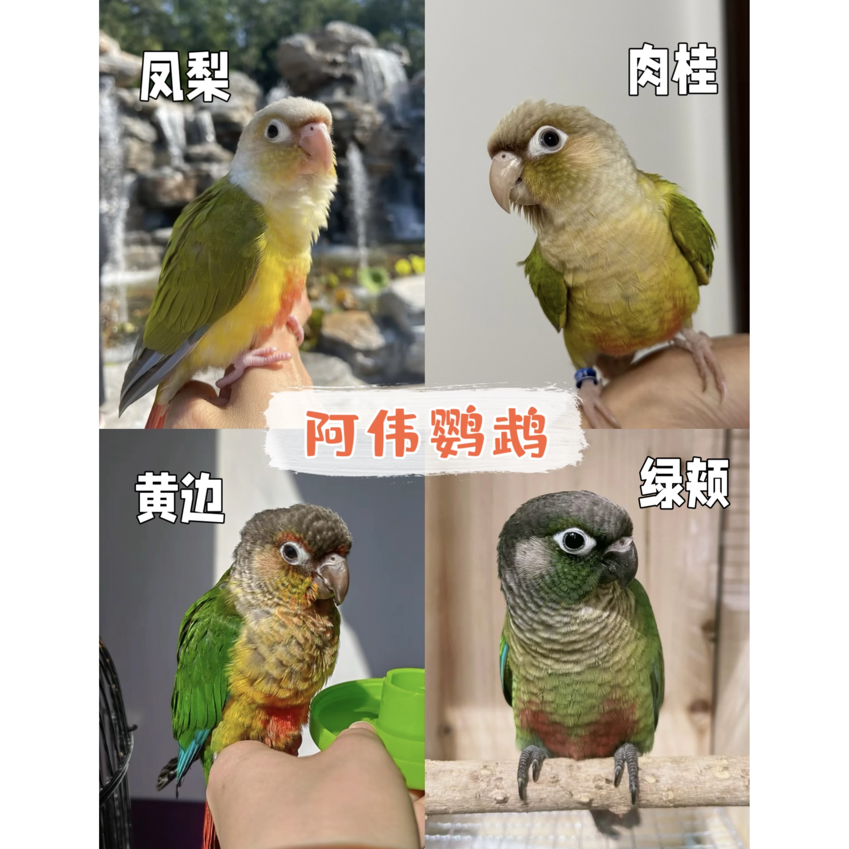 小太阳预定（先发预定卡）选不到可退款 鹦鹉玩具
