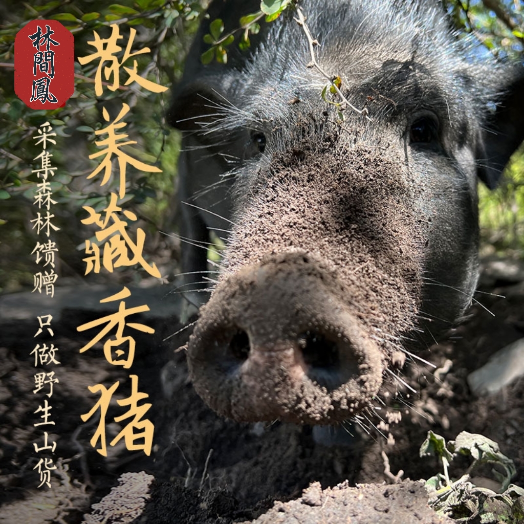 （广东放养藏香猪顺丰冷链当天发货）直播间现称卖
