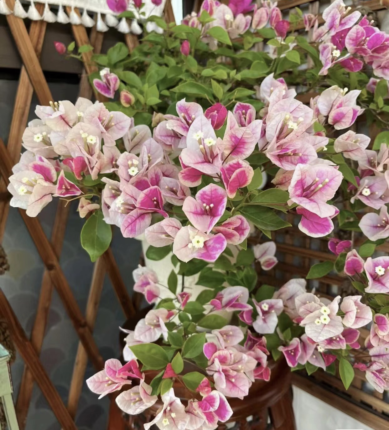 【漳红樱】百变花蝴蝶 粉白相见 四季开花 勤花品种 基地直供