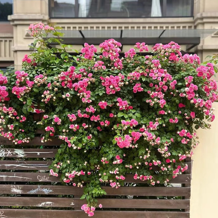 胭脂扣爬藤月季多季节开花爬墙爬围栏
