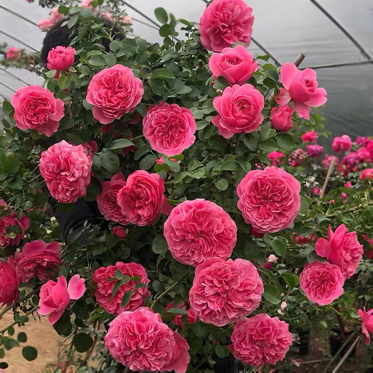 粉色达芬奇藤本爬墙月季爬藤花苗粉色花朵庭院阳台植物多季节开
