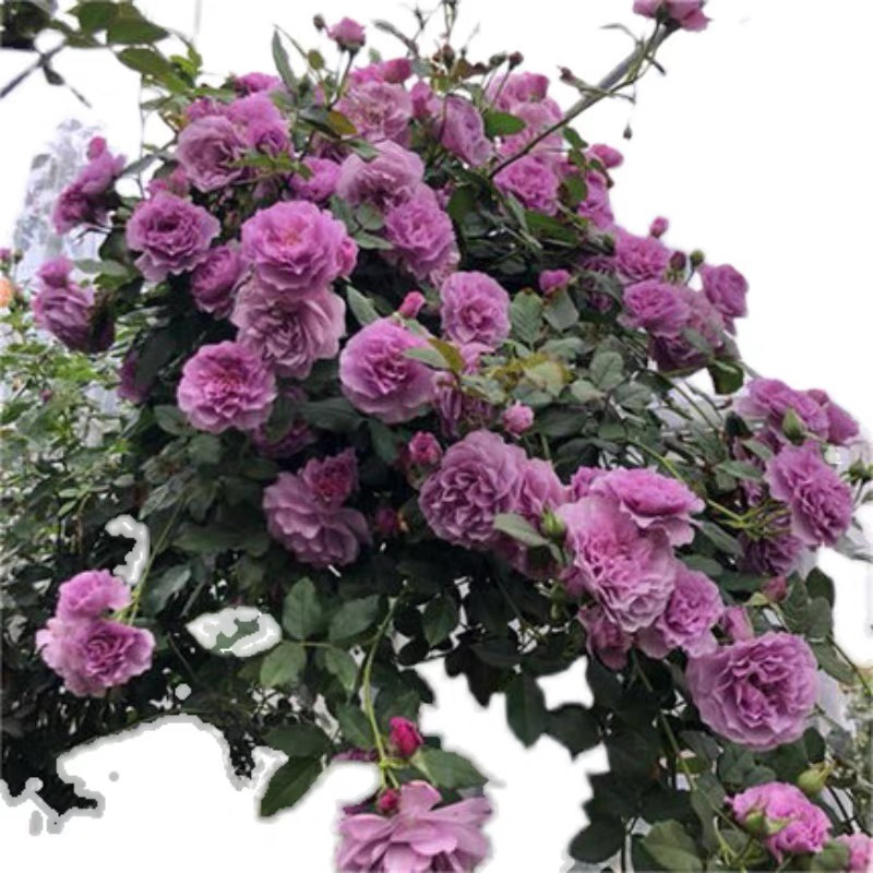 无刺薰衣草花环月季四季开花勤花抗病耐爬藤欧月