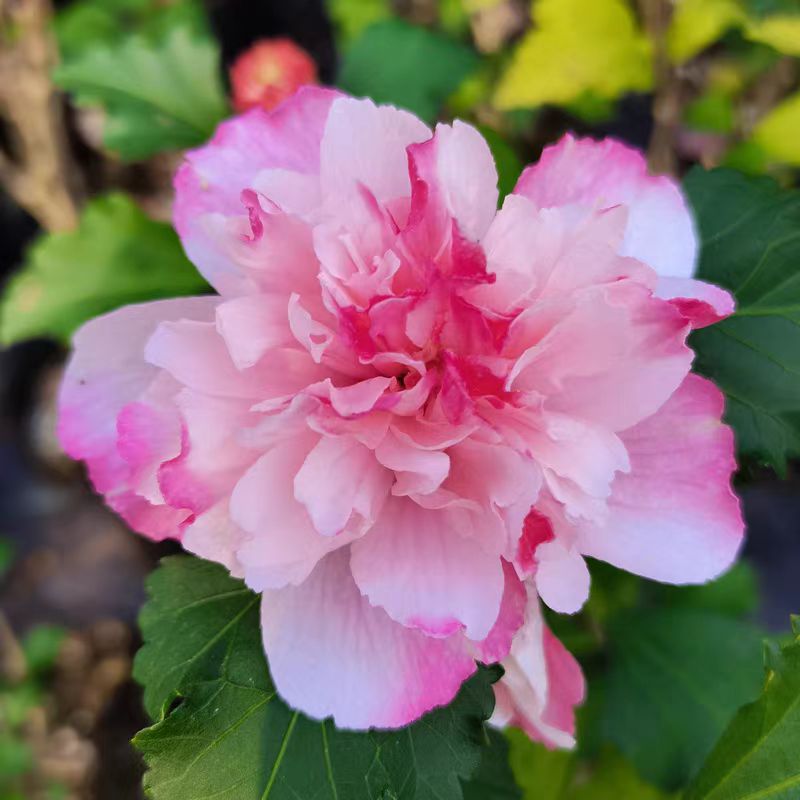 【薄荷冰沙】重瓣大花木槿阳台庭院耐寒盆栽