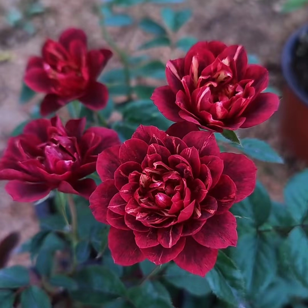 【樱桃果汁】特价瑕疵小苗