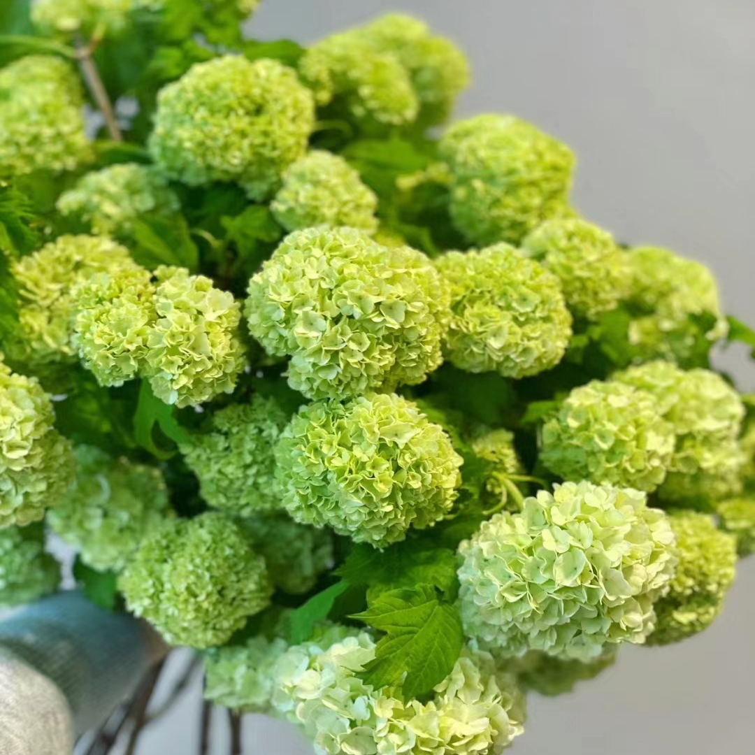 【欧洲木绣球】绣球小苗高颜值花卉盆栽地栽易成活植物