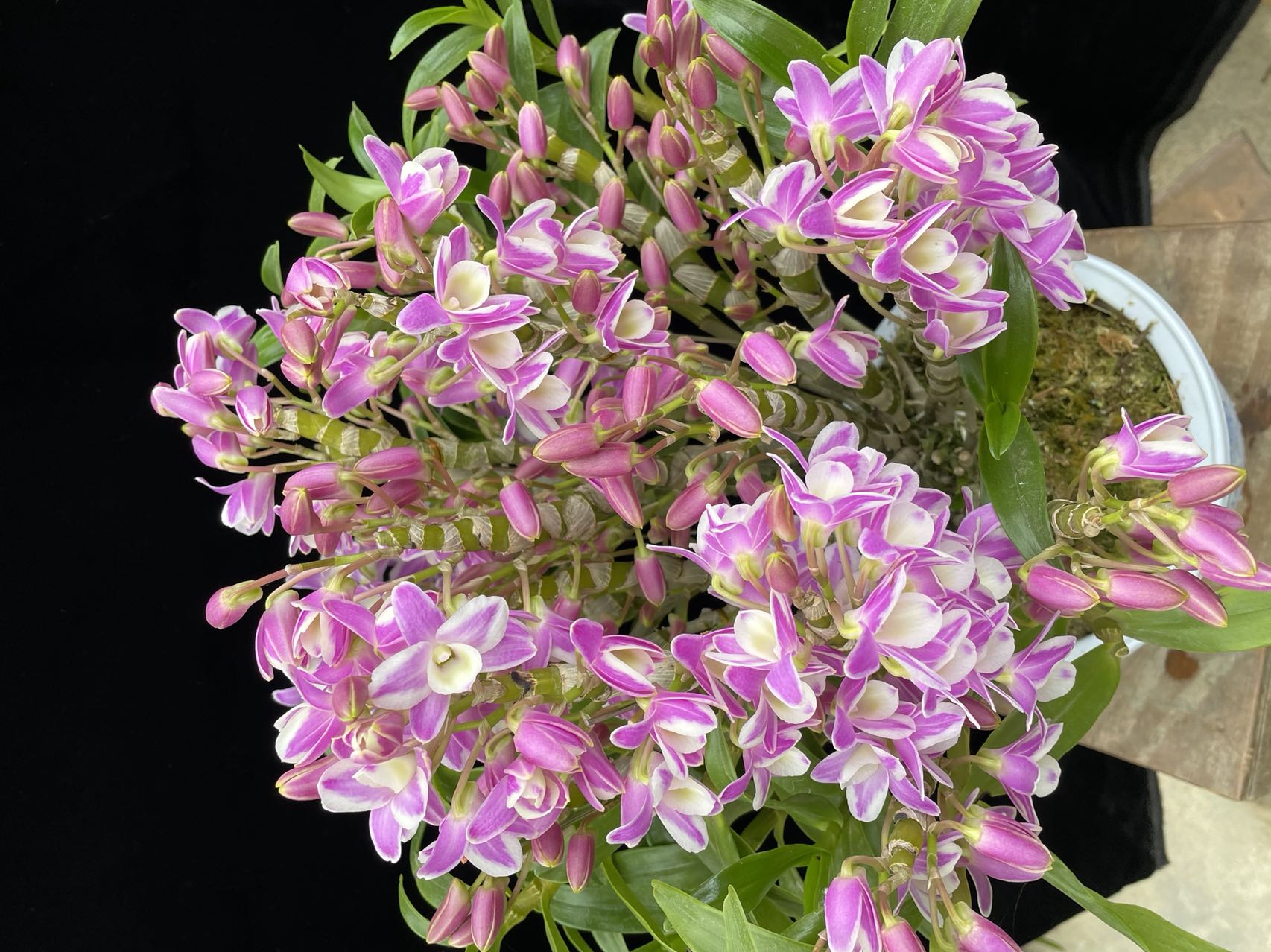 精品石斛  直播自助下单链接 