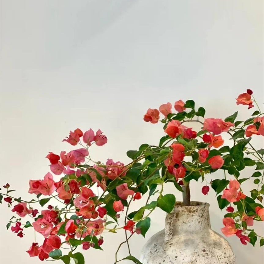 一物一拍【日落】三角梅勤花四季开花庭院阳台楼道盆栽爬藤带花发货