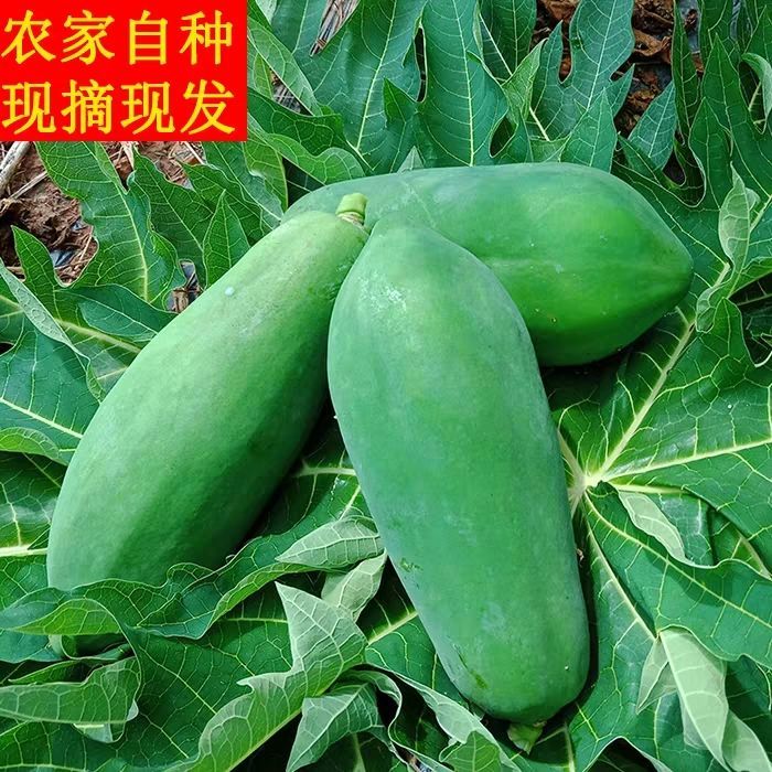 广西青木瓜新鲜直发农家采摘生木瓜凉拌煲汤