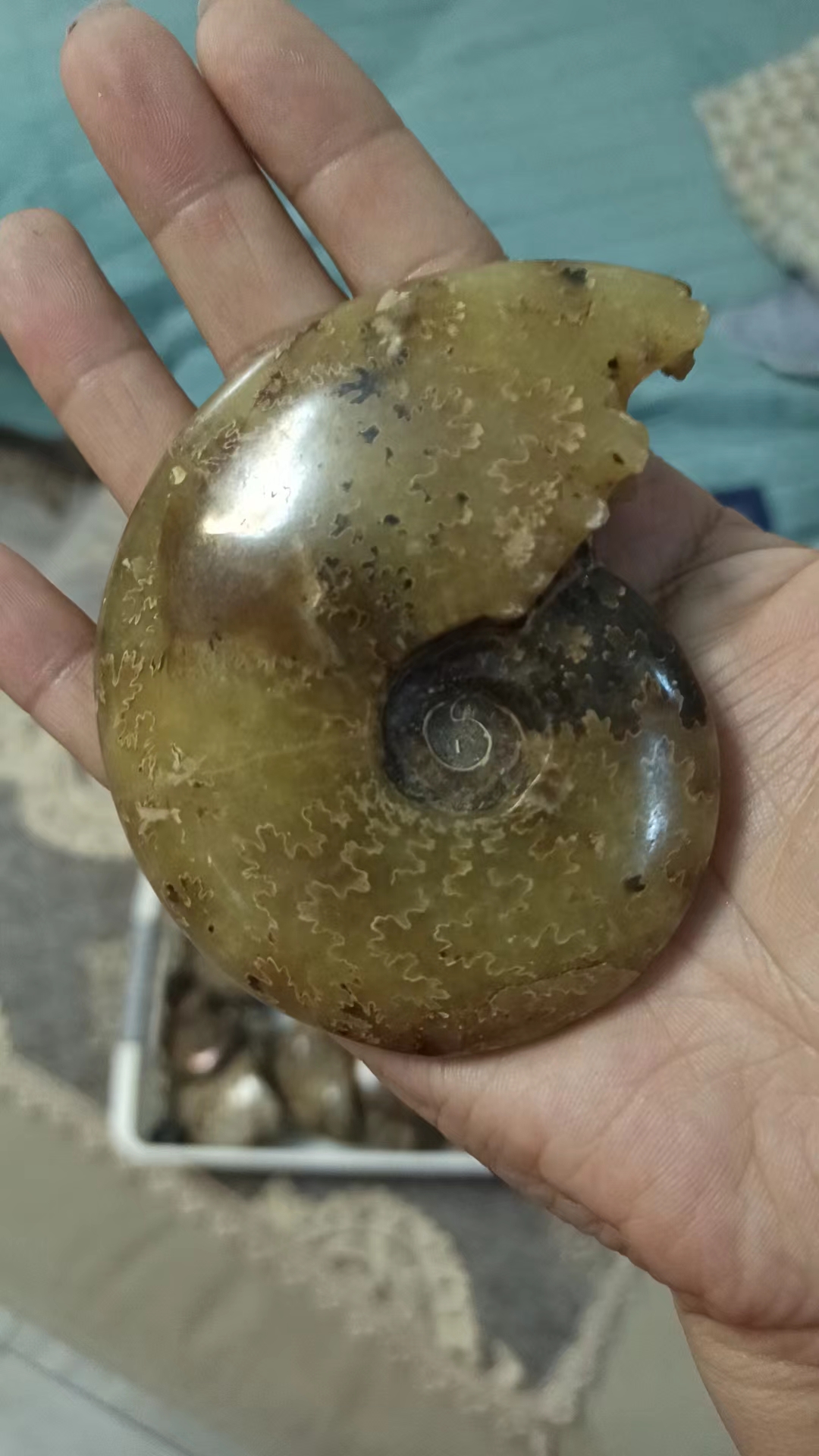 居家摆件海螺石头