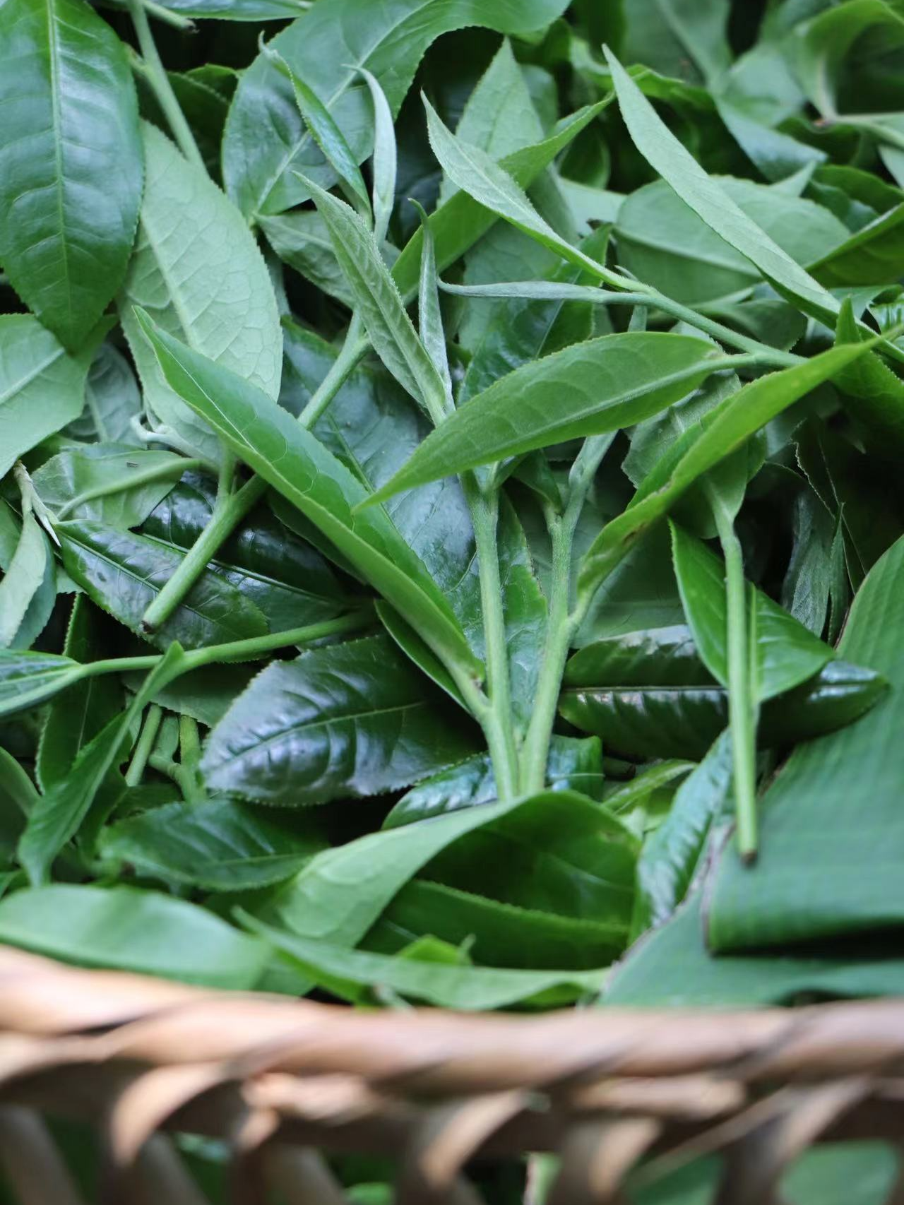 2024年易武天门山核心区一类高杆古树头春100克（带建水紫陶罐）