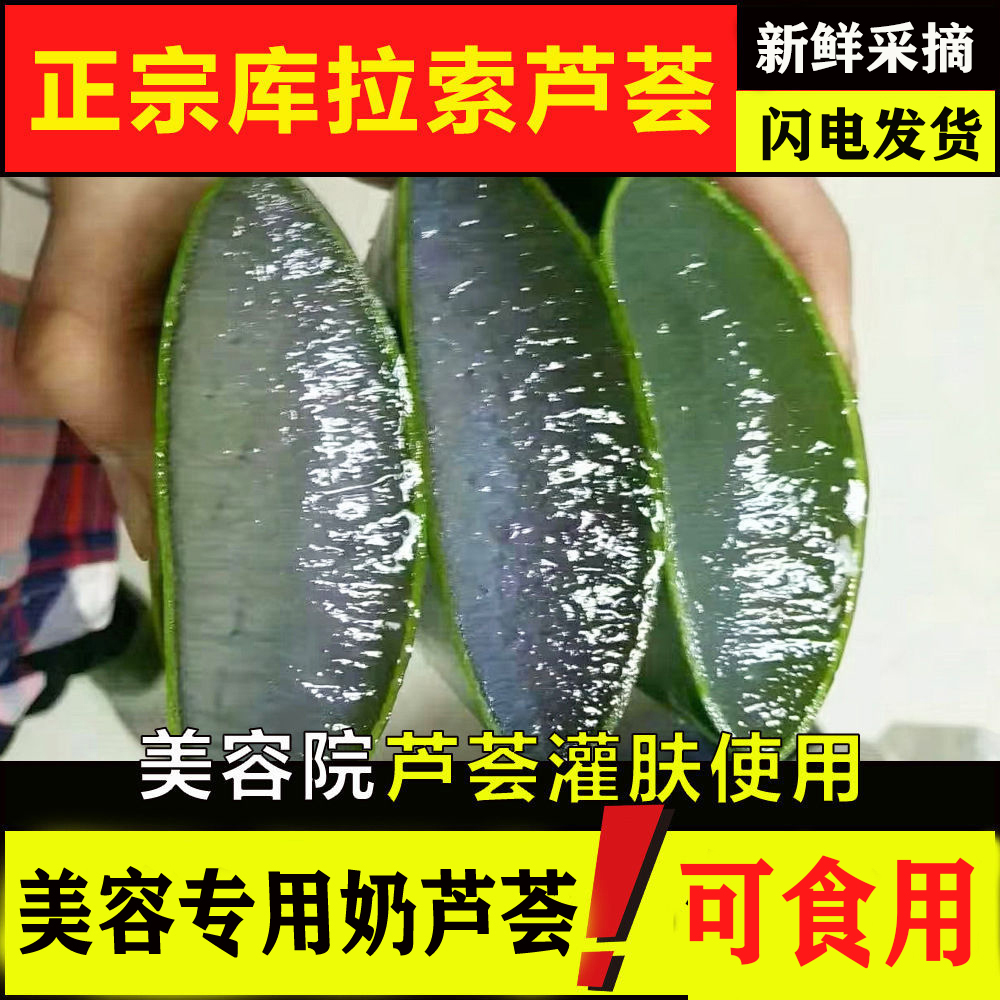 库拉索美容院专用芦荟叶片种植补水多肉绿植敷脸优质大叶子可食用