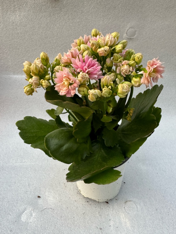 超级玛丽&阿西的花房 精品长寿花05