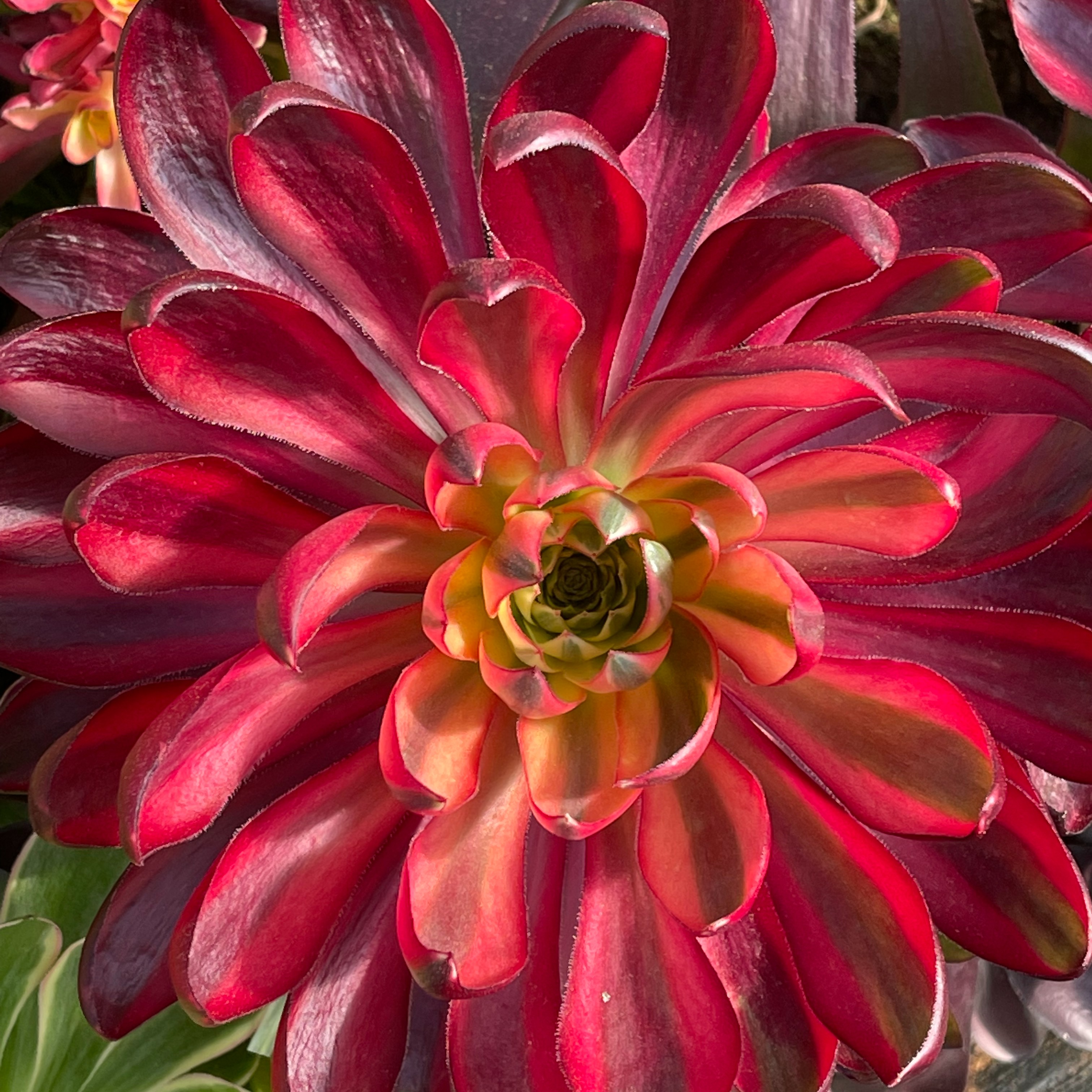 新沂梓铭多肉法师园艺