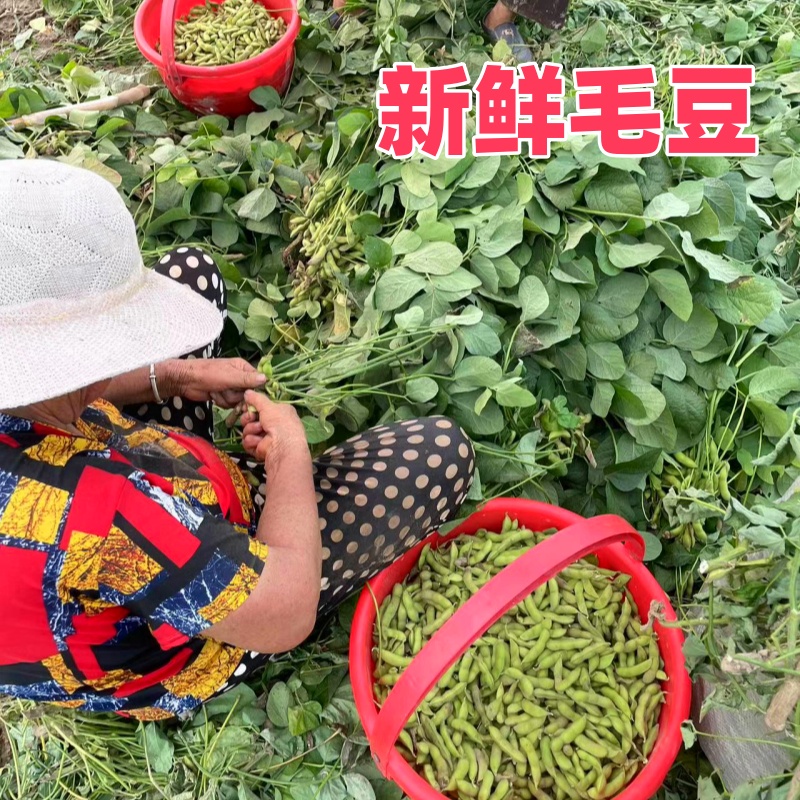 新鲜毛豆带壳鲜毛豆现摘现发新鲜蔬菜毛豆青豆包邮