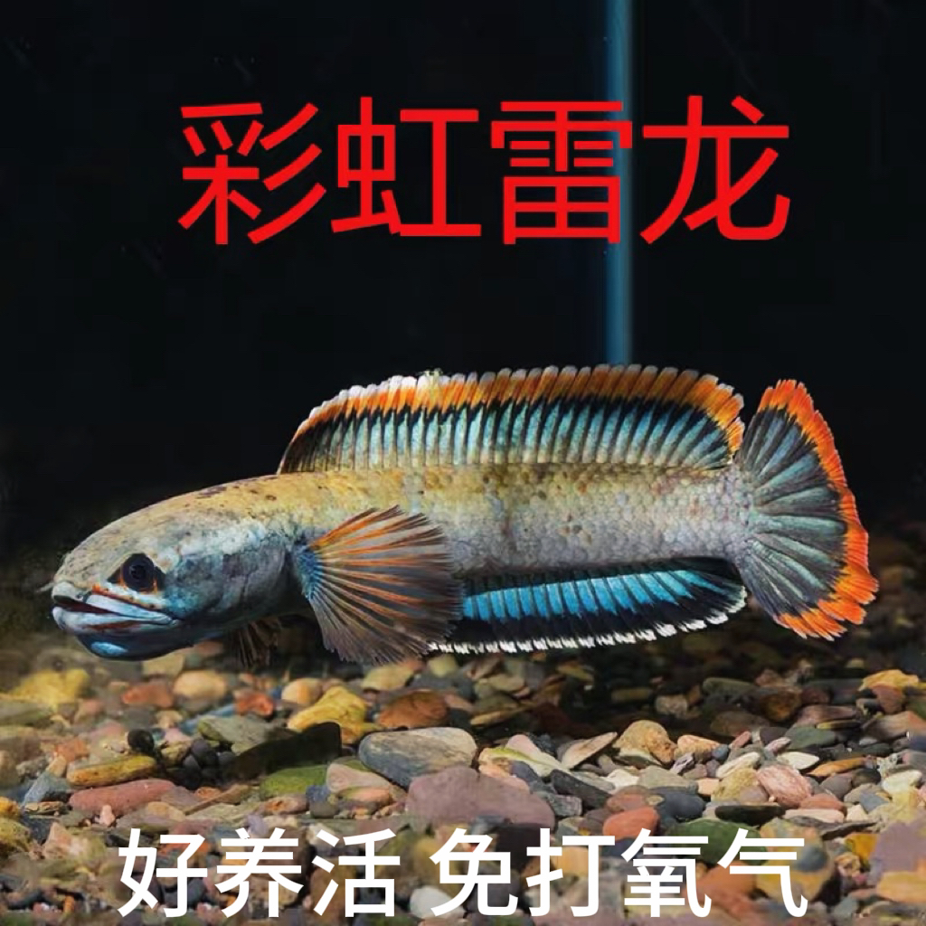 雷龙观赏鱼眼镜蛇雷龙冷水鱼七彩雷龙鱼耐养淡水鱼彩虹雷龙鱼猛鱼