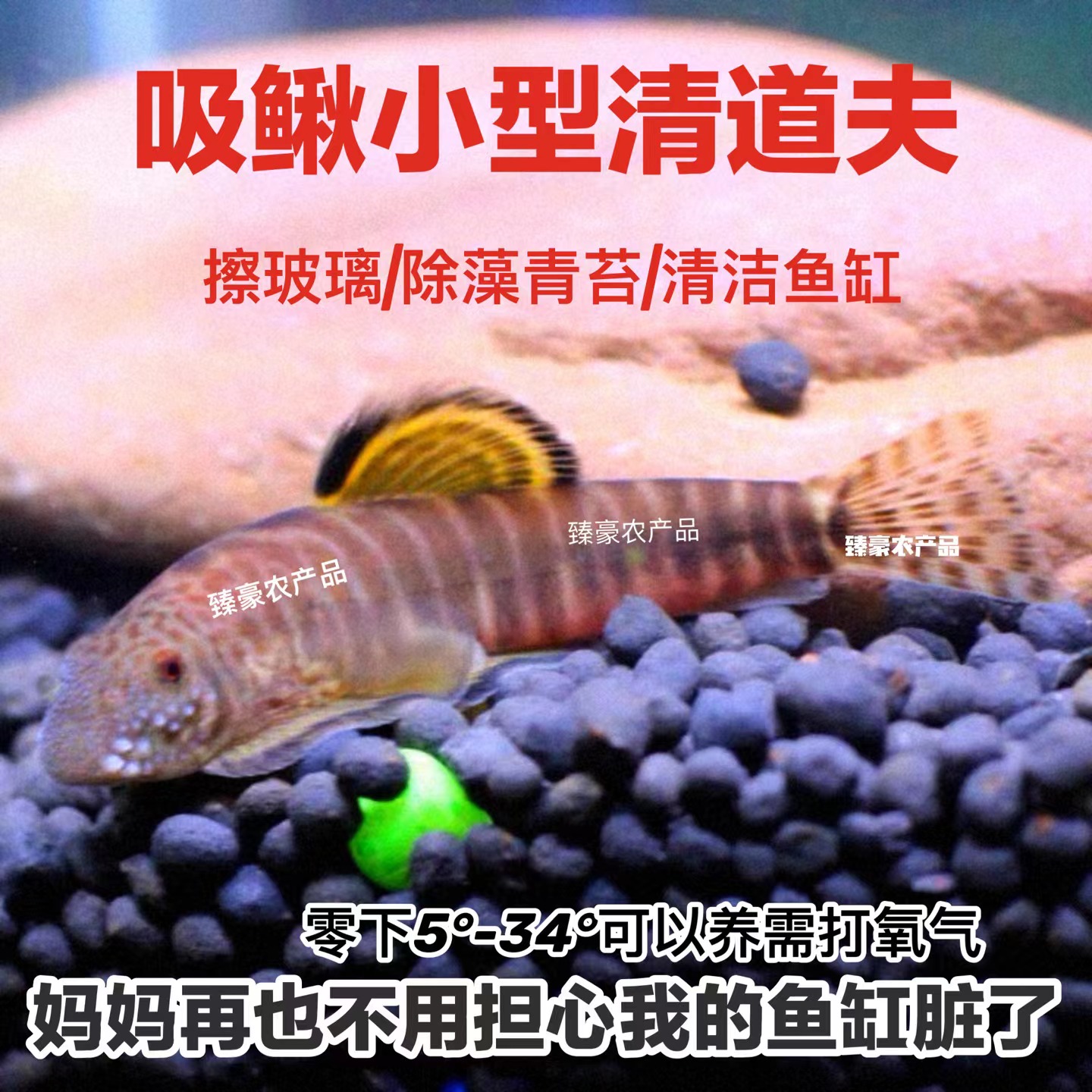 清道夫吸鳅除藻缸壁清洁观赏鱼清洁鱼双吸盘溪流冷水鱼贵爬琵琶鱼